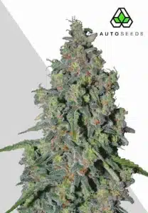 Trainwreck Auto cannabis plant with dense resinous buds