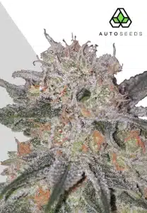 Trans Siberian Auto cannabis bud with dense trichome coverage and orange pistils