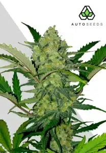Ultra Lemon Haze Auto cannabis plant with elongated resinous buds