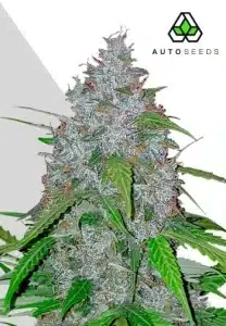 White Widow Auto cannabis plant with dense frosty buds