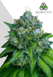 Zkittlez Auto by Auto Seeds cannabis plant with dense resinous buds